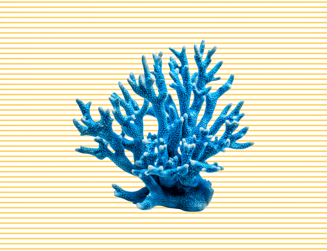 CORAL AZUL EN AMARILLO