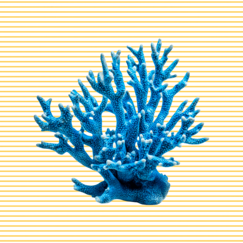 CORAL AZUL EN AMARILLO