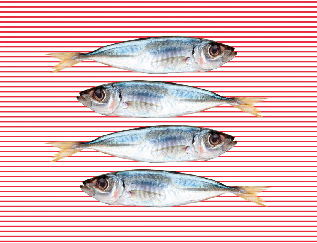 SARDINAS EN ROJO