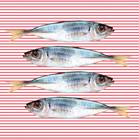 SARDINAS EN ROJO